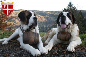 Saint Bernard aux tonneaux 