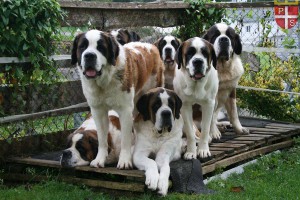 Elevage de Saint Bernard